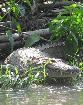 crocodile-park